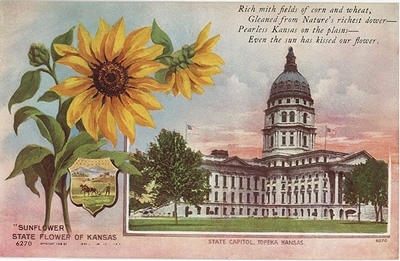 Kansas State Flower postcard