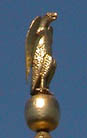 Eagle, side view